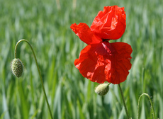 Klatschmohn-112.jpg